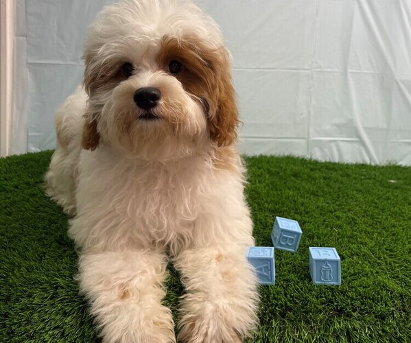 Medium Photo #1 Cavapoo Puppy For Sale in STUART, FL, USA