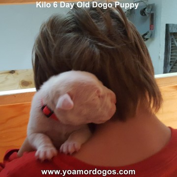 Medium Photo #145 Dogo Argentino Puppy For Sale in JANE, MO, USA