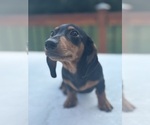 Image preview for Ad Listing. Nickname: Buster