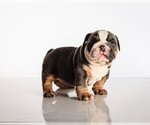 Small Photo #2 Bulldog Puppy For Sale in DELRAY BEACH, FL, USA