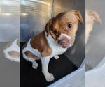 WALLY - Male American Staffordshire Terrier-Unknown Mix Dog for Adoption - Small photo