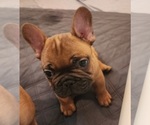 Puppy Big Red French Bulldog