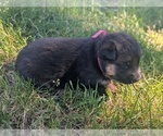 Small #6 German Shepherd Dog