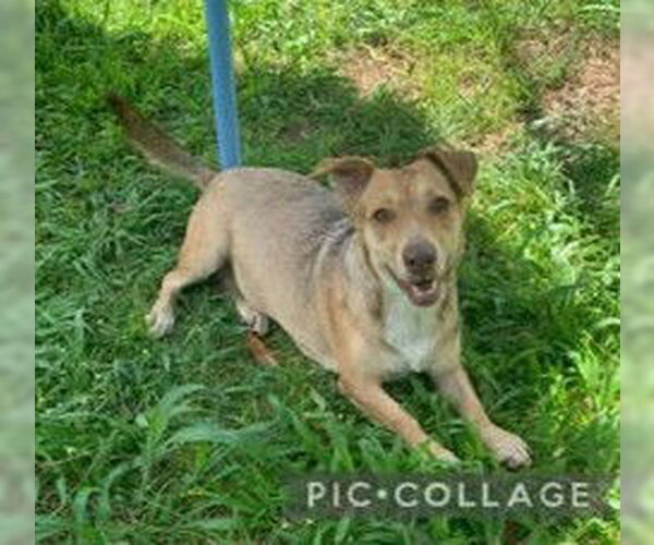 Medium Photo #5 Mutt Puppy For Sale in Virginia Beach, VA, USA