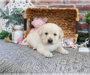 Labrador Retriever Puppy for sale in SYRACUSE, IN, USA