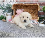 Small Labrador Retriever