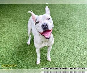 American Pit Bull Terrier Dogs for adoption in West Palm Beach, FL, USA