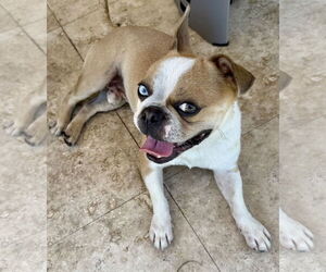 Boston Terrier Dogs for adoption in Boca Raton, FL, USA