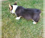 Small Photo #16 Pembroke Welsh Corgi Puppy For Sale in GRAHAM, WA, USA