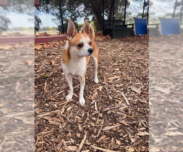 Medium Photo #3 Fox Terrier (Toy) Puppy For Sale in Fremont, CA, USA