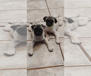 Pug Puppy for sale in TWENTYNINE PALMS, CA, USA