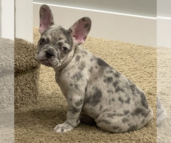 Medium Photo #34 French Bulldog Puppy For Sale in GIG HARBOR, WA, USA