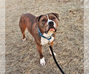 Rambo - Male American Pit Bull Terrier Dog for Adoption - Photo #3