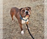 Small #2 American Pit Bull Terrier