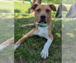 Small #2 American Staffordshire Terrier