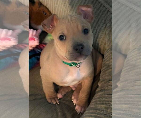 Medium Photo #3 French Bullhuahua Puppy For Sale in Belleville, MI, USA