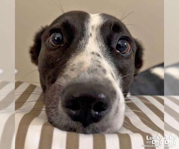 Medium Photo #3 English Springer Spaniel-Retriever  Mix Puppy For Sale in Washington, DC, USA