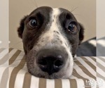 Small #2 English Springer Spaniel-Retriever  Mix