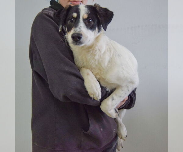 Medium Photo #4 Labrenees Puppy For Sale in Huntley, IL, USA