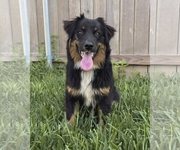 Medium Photo #1 Australian Shepherd Puppy For Sale in Dumont, NJ, USA