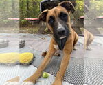 Small #2 Boxer Mix