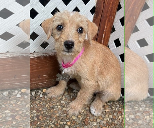Medium Photo #3 Dachshund-Unknown Mix Puppy For Sale in Holly Springs, NC, USA