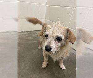 Chihuahua Dogs for adoption in Rosenberg, TX, USA