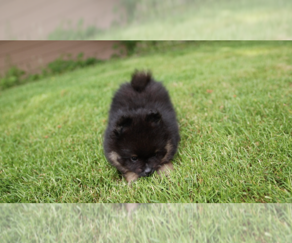 Medium Photo #5 Pomeranian Puppy For Sale in EVERETT, WA, USA