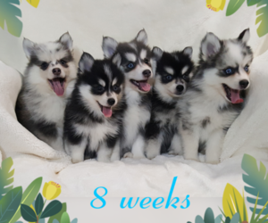 Pomsky Litter for sale in RAMONA, CA, USA