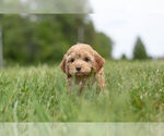 Small Photo #5 Cocker Spaniel-Poodle (Miniature) Mix Puppy For Sale in WARSAW, IN, USA
