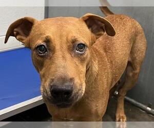 Black and Tan Coonhound-Unknown Mix Dogs for adoption in Tavares, FL, USA