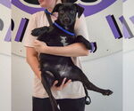 Small #2 Mutt