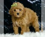 Small #4 Goldendoodle (Miniature)