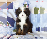Small Photo #8 Bernedoodle Puppy For Sale in MILWAUKEE, WI, USA