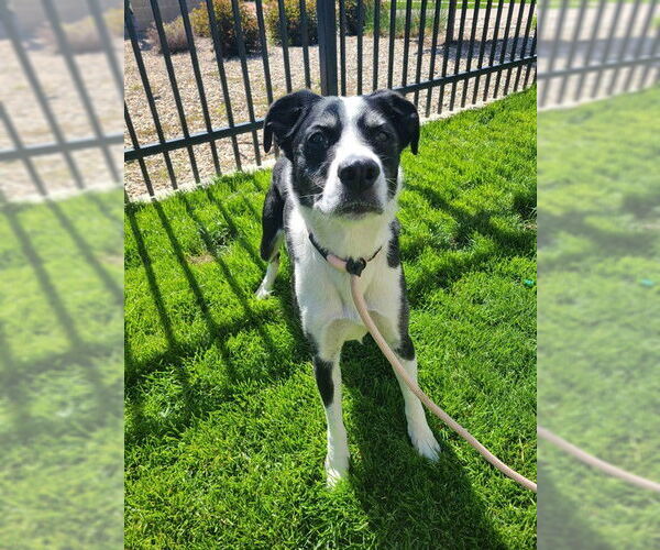 Medium Photo #1 Collie-Labrador Retriever Mix Puppy For Sale in Ogden, UT, USA