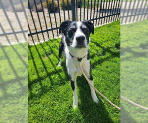Collie-Labrador Retriever Mix Dogs for adoption in Ogden, UT, USA