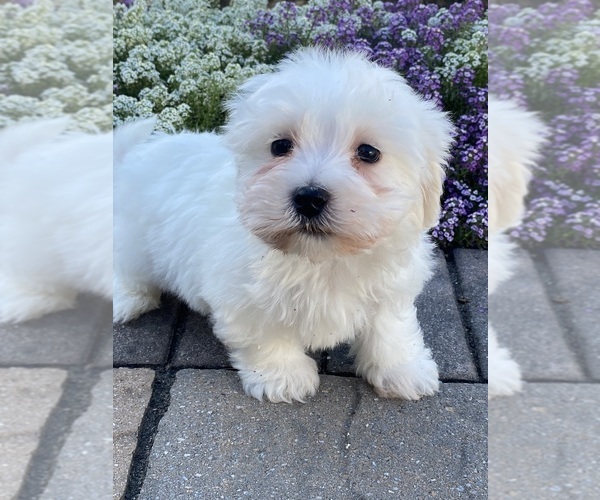 Medium Photo #3 Coton de Tulear Puppy For Sale in CANOGA, NY, USA