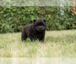 Small Photo #8 Chow Chow Puppy For Sale in NAPPANEE, IN, USA