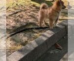 Small #1 Pomsky