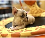 Small #5 French Bulldog