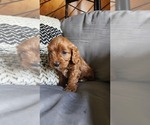 Small #1 Cavapoo (Miniature)