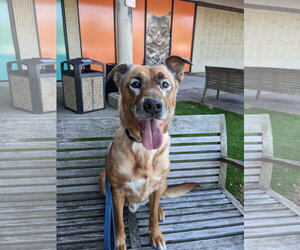 Mutt Dogs for adoption in Woodbury, NY, USA