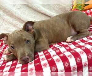 261253  Ruckus - Male American Pit Bull Terrier-Unknown Mix Dog for Adoption - Photo #3