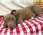 Small Photo #3 American Pit Bull Terrier-Unknown Mix Puppy For Sale in Wetumpka, AL, USA