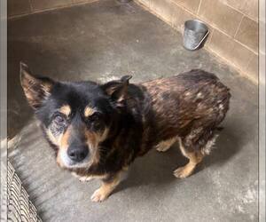 Mutt Dogs for adoption in Fairfield, IL, USA