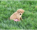 Small #3 Labrador Retriever