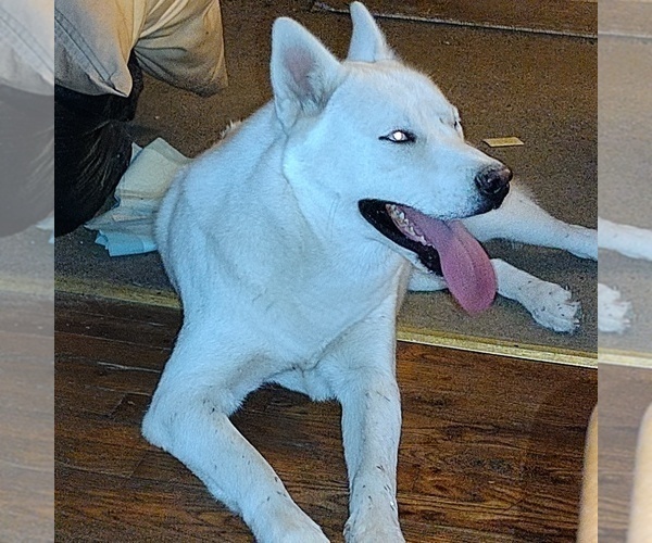 Medium Photo #1 Siberian Husky Puppy For Sale in PIKEVILLE, TN, USA