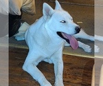 Small Photo #1 Siberian Husky Puppy For Sale in PIKEVILLE, TN, USA