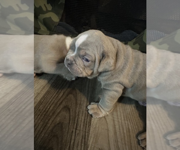 Medium Photo #3 Campeiro Bulldog Puppy For Sale in MARYSVILLE, WA, USA