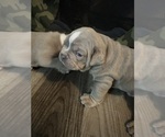 Small Photo #3 Campeiro Bulldog Puppy For Sale in MARYSVILLE, WA, USA